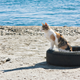 Illustration for article titled Study: Beaches Are Literal Human Litter Boxes